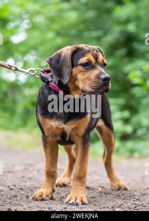 Rottweiler Labrador Mix Welpen Babywäschehund entspannend im Freien gemischte Rasse Hund Nahaufnahme. Stockfoto