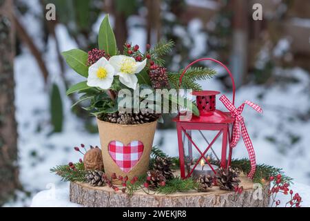 Arrangement mit Strauß von helleborus niger, Skimmia und Tannenzweigen in Torftopf und Laterne im Wintergarten Stockfoto