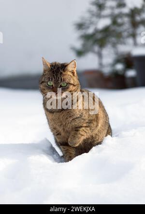 Niedliche Hauskatze auf dem Schnee draußen in einem Wintergarten. (Felis catus). Selektiver Fokus. Stockfoto