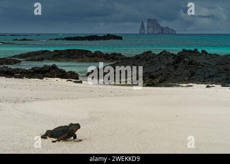 Galapagos Meeresleguan, der aus dem Meer zurückkehrt und sich jetzt am Strand aufwärmt. Mosquera Beach, Baltra Island, Galapagos Islands, Ecuador. Stockfoto