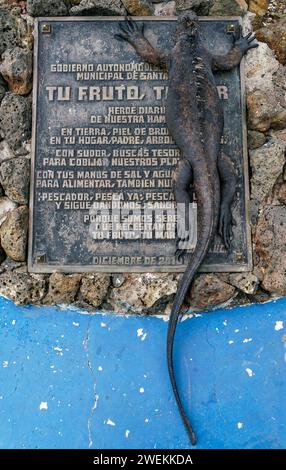 Ein Meeresleguan, der sich auf einer gusseisernen Tafel in Santa Cruz auf Santa Cruz Island, Galapagos Islands, Ecuador, sonnt. Stockfoto