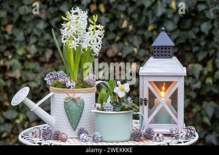 Gartenanlage mit helleborus niger und Hyazinthen in Töpfen und Vintage-Laterne Stockfoto