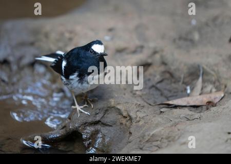 Gabelschwanzchen, Enicurus scouleri, kleiner Vogel in der Nähe des Wassers, auf der Suche nach Nahrung im Wasser, taiwan Berge Stockfoto