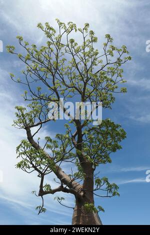 Nahaufnahme der grünen Blätter und Zweige des einheimischen australischen Baumes Adansonia gregorii oder Boab. Stockfoto