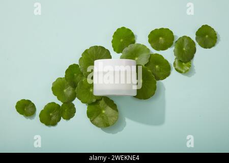 Weiße Glasbehälter Creme oder Maske unbeschriftet auf frischen gotu-Kola-Blättern auf pastellblauem Hintergrund platziert. Mockup-Szene, gotu-Kola-Extrakt, Raum für des Stockfoto