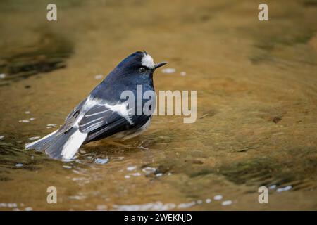 Gabelschwanzchen, Enicurus scouleri, kleiner Vogel in der Nähe des Wassers, auf der Suche nach Nahrung im Wasser, taiwan Berge Stockfoto