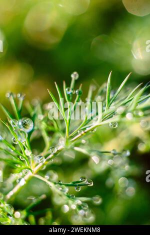 Die frühe Sonne beleuchtet die Tautropfen auf dem grünen Dill. Hintergrund. Verschwommen Stockfoto