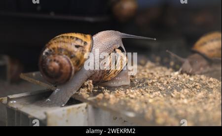 Olomouc, Tschechische Republik. Januar 2024. Zuchtbetrieb mit kontrollierter Züchtung und Verarbeitung von Schnecken (Europäische Braunschnecke, Cornu aspersum, Helix aspersa Maxima), Nahosovice, Bezirk Prerov, Region Olomouc, am 25. Januar 2024. Quelle: Ludek Perina/CTK Photo/Alamy Live News Stockfoto