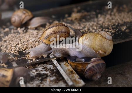 Olomouc, Tschechische Republik. Januar 2024. Zuchtbetrieb mit kontrollierter Züchtung und Verarbeitung von Schnecken (Europäische Braunschnecke, Cornu aspersum, Helix aspersa Maxima), Nahosovice, Bezirk Prerov, Region Olomouc, am 25. Januar 2024. Quelle: Ludek Perina/CTK Photo/Alamy Live News Stockfoto