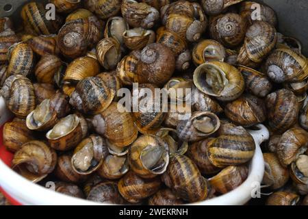 Olomouc, Tschechische Republik. Januar 2024. Zuchtbetrieb mit kontrollierter Züchtung und Verarbeitung von Schnecken (Europäische Braunschnecke, Cornu aspersum, Helix aspersa Maxima), Nahosovice, Bezirk Prerov, Region Olomouc, am 25. Januar 2024. Auf dem Bild sind die getöteten Schnecken immer noch mit ihren Muscheln. Quelle: Ludek Perina/CTK Photo/Alamy Live News Stockfoto