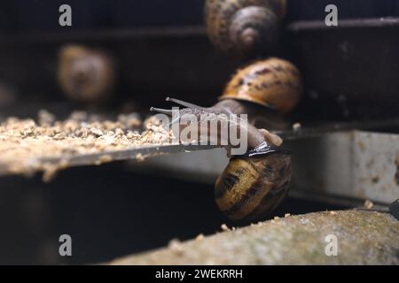 Olomouc, Tschechische Republik. Januar 2024. Zuchtbetrieb mit kontrollierter Züchtung und Verarbeitung von Schnecken (Europäische Braunschnecke, Cornu aspersum, Helix aspersa Maxima), Nahosovice, Bezirk Prerov, Region Olomouc, am 25. Januar 2024. Quelle: Ludek Perina/CTK Photo/Alamy Live News Stockfoto