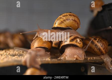 Olomouc, Tschechische Republik. Januar 2024. Zuchtbetrieb mit kontrollierter Züchtung und Verarbeitung von Schnecken (Europäische Braunschnecke, Cornu aspersum, Helix aspersa Maxima), Nahosovice, Bezirk Prerov, Region Olomouc, am 25. Januar 2024. Quelle: Ludek Perina/CTK Photo/Alamy Live News Stockfoto