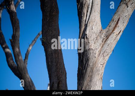 Ein alter Eukalyptusbaum, der an einem Flussufer auf einer nachhaltigen landwirtschaftlichen Farm wächst Stockfoto