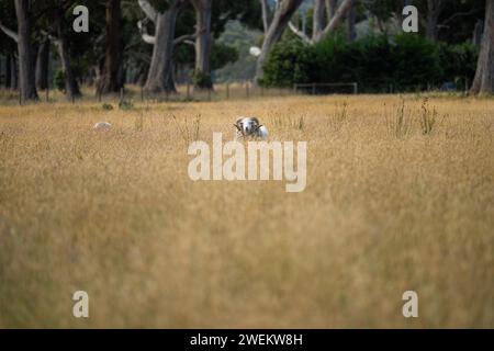 Landwirtschaftliche Betriebe, die regenerative Landwirte betreiben, wobei Schafe auf dem Feld die Rotationsweidung praktizieren und Kohlenstoff im Boden speichern Stockfoto