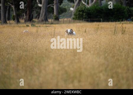 Landwirtschaftliche Betriebe, die regenerative Landwirte betreiben, wobei Schafe auf dem Feld die Rotationsweidung praktizieren und Kohlenstoff im Boden speichern Stockfoto