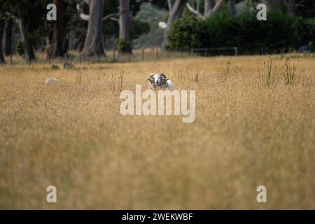 Landwirtschaftliche Betriebe, die regenerative Landwirte betreiben, wobei Schafe auf dem Feld die Rotationsweidung praktizieren und Kohlenstoff im Boden speichern Stockfoto