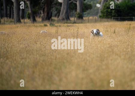 Landwirtschaftliche Betriebe, die regenerative Landwirte betreiben, wobei Schafe auf dem Feld die Rotationsweidung praktizieren und Kohlenstoff im Boden speichern Stockfoto