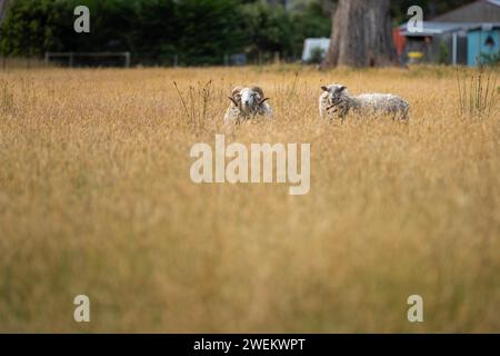 Landwirtschaftliche Betriebe, die regenerative Landwirte betreiben, wobei Schafe auf dem Feld die Rotationsweidung praktizieren und Kohlenstoff im Boden speichern Stockfoto