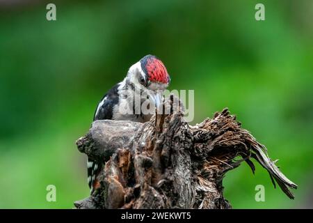 Großer Spechte Dendrocopos Major, Männchen dieses großen Vogels sitzt auf Baumstumpf, rote Federn, grüner diffuser Hintergrund, wilde Naturszene Stockfoto