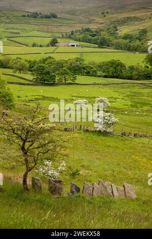 Großbritannien, England, Lancashire, Colne, Laneshawbridge, River Worth Valley, Stein, Flaggen, die den Feldrand markieren Stockfoto