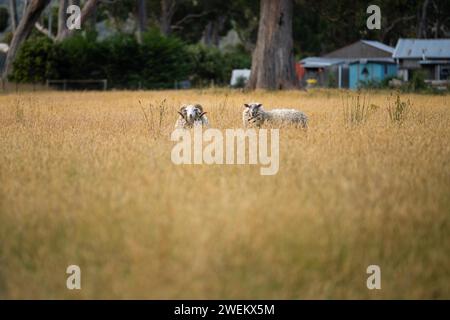 Landwirtschaftliche Betriebe, die regenerative Landwirte betreiben, wobei Schafe auf dem Feld die Rotationsweidung praktizieren und Kohlenstoff im Boden speichern Stockfoto