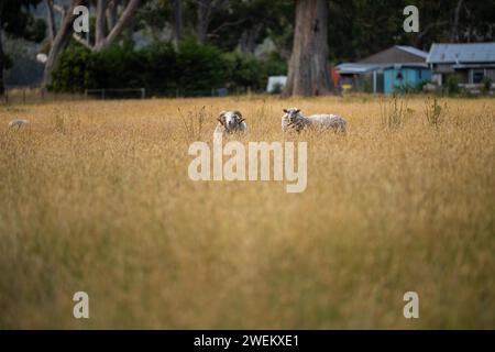 Landwirtschaftliche Betriebe, die regenerative Landwirte betreiben, wobei Schafe auf dem Feld die Rotationsweidung praktizieren und Kohlenstoff im Boden speichern Stockfoto