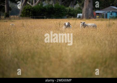 Landwirtschaftliche Betriebe, die regenerative Landwirte betreiben, wobei Schafe auf dem Feld die Rotationsweidung praktizieren und Kohlenstoff im Boden speichern Stockfoto