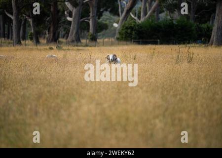 Landwirtschaftliche Betriebe, die regenerative Landwirte betreiben, wobei Schafe auf dem Feld die Rotationsweidung praktizieren und Kohlenstoff im Boden speichern Stockfoto