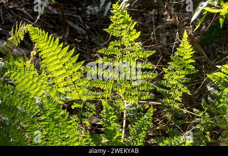 Auf den australischen Spitzenfarn blickt Cyathea cooperi hinunter. Neue hellgrüne Stirnbänder, die sich von der Mitte aus ausbreiten. Subtropischer Regenwald, Queensland. Stockfoto