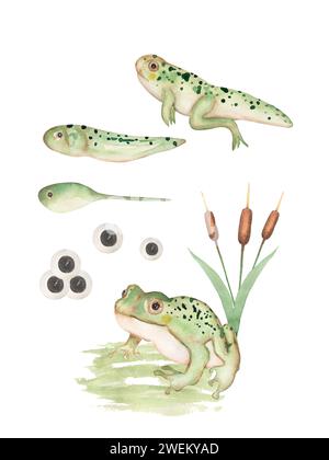 Aquarellfrosch Lebenszyklus Illustration Set, pädagogische Clipart für Kinder, niedliche Kröte Tier Clipart, Kinderzimmer Druck, Kaulquappe Homeschool Karte Clip Art, Stockfoto