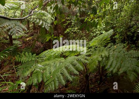 Mit Blick auf die Spitze eines australischen Baumfarns, Cyathea cooperi, wächst in einer Schlucht im subtropischen Regenwald, Queensland. Stockfoto