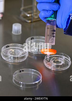 Berlin, Deutschland. Januar 2024. Im Zelllabor werden im Fertilitätszentrum Berlin Kulturschalen vorbereitet, um die Eier nach der Eiergewinnung zu sammeln. Quelle: Jens Kalaene/dpa/Alamy Live News Stockfoto