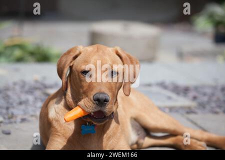 Gelber Labrador retriever Stockfoto