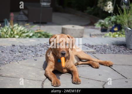 Gelber Labrador retriever Stockfoto