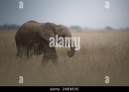 Walking Elefanten. Amboseli Nationalpark. Afrikanische Elefanten Stockfoto