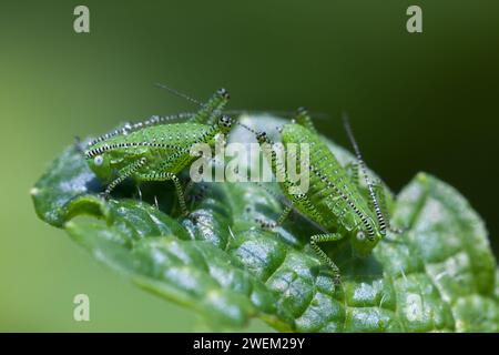 Zwei kleine Grüne Grasshopper auf einem Melissa Leaf Stockfoto