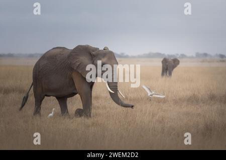 Walking Elefanten. Amboseli Nationalpark. Afrikanische Elefanten Stockfoto