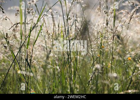 Morgenblick auf die feuchte Wiese Stockfoto