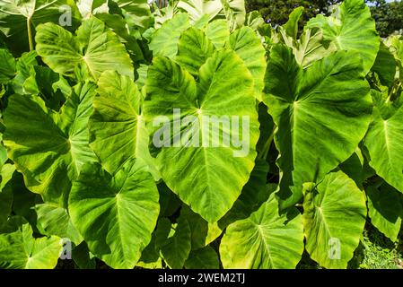 Kolocasia esculenta blüht im Sommergarten an einem sonnigen Tag. Stockfoto