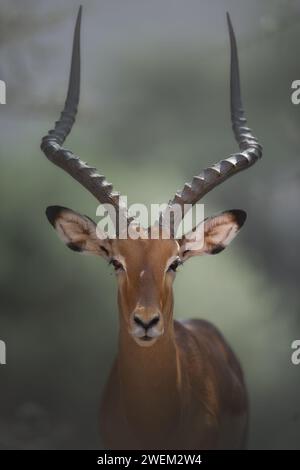 Portrait Impala männlich (Aepyceros melampus). Nahaufnahme. Impala in der Natur. Savannah Kenia. Wunderschöner Impala im Schatten. Stockfoto