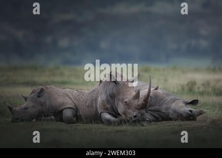 Schlafende Nashörner in der Savanne im natürlichen Lebensraum. Kenia Stockfoto