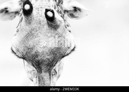 Schwarz-weiß-Porträt einer Giraffe. Stockfoto