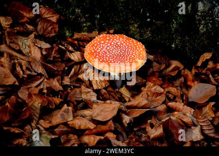 Amanita Muscaria Stockfoto
