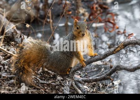 Eichhörnchen auf Ästen inmitten von üppig grünem Gras Stockfoto