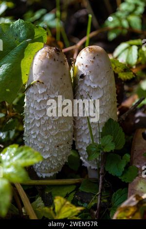 Makroaufnahme einer Familie weißer Pilze zwischen Laub und Gras Stockfoto