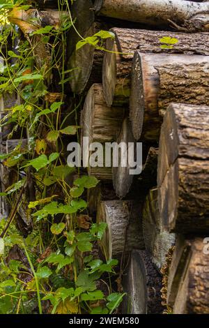 Eine Kiefer, die nach Regen in einem Alpenwald auf dem Boden liegt Stockfoto