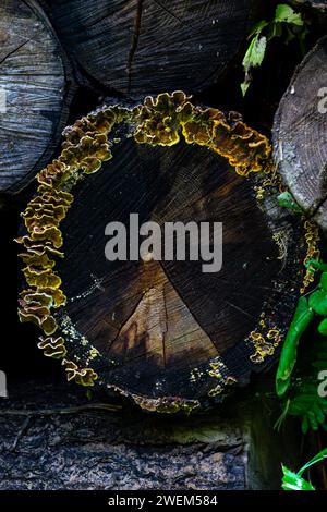 Baumflechten an einem Baum, der nach Regen in einem Alpenwald gefällt wurde Stockfoto