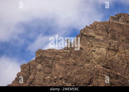 Argali, Ovis Ammon, Tsokar, Ladakh, Indien Stockfoto
