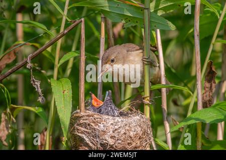 Schilfmühle (Acrocephalus scirpaceus) Fütterung eines jungen Kuckuckses (Cuculus canorus), Unterrhein, Elsass, Grand Est, Frankreich, Europa Stockfoto