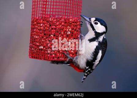 Toller Spotspecht, der sich von einem Erdnussfuttermittel ernährt Stockfoto